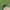 Smaragdine skėtė -  Somatochlora metallica  | Fotografijos autorius : Agnė Našlėnienė | © Macrogamta.lt | Šis tinklapis priklauso bendruomenei kuri domisi makro fotografija ir fotografuoja gyvąjį makro pasaulį.