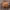 Smirnovo kailiagraužis - Attagenus smirnovi | Fotografijos autorius : Žilvinas Pūtys | © Macronature.eu | Macro photography web site