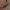 Smirnovo kailiagraužis - Attagenus smirnovi, lerva | Fotografijos autorius : Kazimieras Martinaitis | © Macronature.eu | Macro photography web site