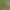 Buožaininė ilgaūsė makštinė kandis - Nemophora metallica  | Fotografijos autorius : Gintautas Steiblys | © Macrogamta.lt | Šis tinklapis priklauso bendruomenei kuri domisi makro fotografija ir fotografuoja gyvąjį makro pasaulį.