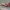Buožaininis siaurasparnis lapsukis - Cochylis flaviciliana | Fotografijos autorius : Arūnas Eismantas | © Macrogamta.lt | Šis tinklapis priklauso bendruomenei kuri domisi makro fotografija ir fotografuoja gyvąjį makro pasaulį.