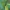 Buožaininis stagarinukas - Agapanthia intermedia | Fotografijos autorius : Gintautas Steiblys | © Macrogamta.lt | Šis tinklapis priklauso bendruomenei kuri domisi makro fotografija ir fotografuoja gyvąjį makro pasaulį.