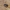 Kopūstinis stiebinis paslėptastraublis - Ceutorhynchus pallidactylus | Fotografijos autorius : Romas Ferenca | © Macronature.eu | Macro photography web site