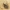 Kopūstinis stiebinis paslėptastraublis - Ceutorhynchus pallidactylus | Fotografijos autorius : Vidas Brazauskas | © Macronature.eu | Macro photography web site