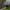 Rapsinė skydblakė - Eurydema oleracea ♂ | Fotografijos autorius : Žilvinas Pūtys | © Macronature.eu | Macro photography web site