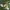 Rapsinė skydblakė - Eurydema oleracea | Fotografijos autorius : Žilvinas Pūtys | © Macronature.eu | Macro photography web site