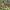 Kiparisinis varinukas - Callophrys gryneus | Fotografijos autorius : Deividas Makavičius | © Macrogamta.lt | Šis tinklapis priklauso bendruomenei kuri domisi makro fotografija ir fotografuoja gyvąjį makro pasaulį.