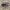 Carabus (Megodontus) violaceus ssp. andrzejuscii F.-W., 1823 | Fotografijos autorius : Vitalii Alekseev | © Macrogamta.lt | Šis tinklapis priklauso bendruomenei kuri domisi makro fotografija ir fotografuoja gyvąjį makro pasaulį.