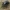 Didysis puošniažygis - Carabus coriaceus | Fotografijos autorius : Gintautas Steiblys | © Macrogamta.lt | Šis tinklapis priklauso bendruomenei kuri domisi makro fotografija ir fotografuoja gyvąjį makro pasaulį.