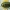 Auksiškasis paslėptagalvis - Cryptocephalus aureolus | Fotografijos autorius : Žilvinas Pūtys | © Macronature.eu | Macro photography web site