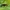 Raudonkrūtis smilginukas - Oulema melanopus ♂ | Fotografijos autorius : Žilvinas Pūtys | © Macronature.eu | Macro photography web site