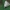 Gelsvasis daržinis ugniukas - Evergestis pallidata | Fotografijos autorius : Gintautas Steiblys | © Macronature.eu | Macro photography web site
