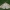 Gelsvasis daržinis ugniukas - Evergestis pallidata | Fotografijos autorius : Žilvinas Pūtys | © Macronature.eu | Macro photography web site