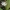 Chickweed-wintergreen - Lysimachia europaea | Fotografijos autorius : Gintautas Steiblys | © Macronature.eu | Macro photography web site