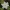 Chickweed-wintergreen - Lysimachia europaea | Fotografijos autorius : Gintautas Steiblys | © Macronature.eu | Macro photography web site