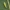 Cikadėlė - Edwardsiana sp. ? | Fotografijos autorius : Vidas Brazauskas | © Macrogamta.lt | Šis tinklapis priklauso bendruomenei kuri domisi makro fotografija ir fotografuoja gyvąjį makro pasaulį.