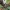 Ciklamenas - Cyclamen rhodium | Fotografijos autorius : Gintautas Steiblys | © Macrogamta.lt | Šis tinklapis priklauso bendruomenei kuri domisi makro fotografija ir fotografuoja gyvąjį makro pasaulį.