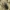 Cilindriškasis elniavabalis - Sinodendron cylindricum ♀ | Fotografijos autorius : Vidas Brazauskas | © Macrogamta.lt | Šis tinklapis priklauso bendruomenei kuri domisi makro fotografija ir fotografuoja gyvąjį makro pasaulį.