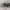 Cilindriškasis elniavabalis - Sinodendron cylindricum ♂ | Fotografijos autorius : Gintautas Steiblys | © Macrogamta.lt | Šis tinklapis priklauso bendruomenei kuri domisi makro fotografija ir fotografuoja gyvąjį makro pasaulį.