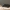 Cilindriškasis elniavabalis - Sinodendron cylindricum ♂ | Fotografijos autorius : Vidas Brazauskas | © Macrogamta.lt | Šis tinklapis priklauso bendruomenei kuri domisi makro fotografija ir fotografuoja gyvąjį makro pasaulį.