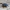 Cilindriškasis elniavabalis - Sinodendron cylindricum | Fotografijos autorius : Romas Ferenca | © Macrogamta.lt | Šis tinklapis priklauso bendruomenei kuri domisi makro fotografija ir fotografuoja gyvąjį makro pasaulį.