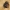 Cilindriškasis elniavabalis - Sinodendron cylindricum | Fotografijos autorius : Agnė Našlėnienė | © Macrogamta.lt | Šis tinklapis priklauso bendruomenei kuri domisi makro fotografija ir fotografuoja gyvąjį makro pasaulį.