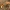 Cinamoninis nuosėdis - Cortinarius cinnamomeus | Fotografijos autorius : Vytautas Gluoksnis | © Macrogamta.lt | Šis tinklapis priklauso bendruomenei kuri domisi makro fotografija ir fotografuoja gyvąjį makro pasaulį.