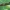 Raudonsparnė meškutė - Tyria jacobaeae, vikšras | Fotografijos autorius : Gintautas Steiblys | © Macrogamta.lt | Šis tinklapis priklauso bendruomenei kuri domisi makro fotografija ir fotografuoja gyvąjį makro pasaulį.