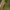 Raudonsparnė meškutė - Tyria jacobaeae, vikšras | Fotografijos autorius : Vaida Paznekaitė | © Macronature.eu | Macro photography web site