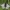 Juodasis apolonas - Parnassius mnemosyne | Fotografijos autorius : Gintautas Steiblys | © Macronature.eu | Macro photography web site