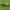 Common Green Colonel - Oplodontha viridula ♀ | Fotografijos autorius : Žilvinas Pūtys | © Macronature.eu | Macro photography web site