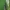 Dvidėmis pūsliavabalis - Malachius bipustulatus ♀ | Fotografijos autorius : Žilvinas Pūtys | © Macronature.eu | Macro photography web site