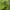 Upelinis žirgelis - Gomphus vulgatissimus ♂ | Fotografijos autorius : Žilvinas Pūtys | © Macronature.eu | Macro photography web site