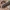 Paprastasis jonvabalis - Lampyris noctiluca, lerva | Fotografijos autorius : Gintautas Steiblys | © Macronature.eu | Macro photography web site