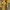 Sieninė geltonkerpė - Xanthoria parietina | Fotografijos autorius : Gintautas Steiblys | © Macronature.eu | Macro photography web site