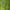 Common viper's-bugloss - Echium vulgare | Fotografijos autorius : Vidas Brazauskas | © Macrogamta.lt | Šis tinklapis priklauso bendruomenei kuri domisi makro fotografija ir fotografuoja gyvąjį makro pasaulį.