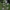 Paprastasis ežeinis - Echium vulgare | Fotografijos autorius : Kęstutis Obelevičius | © Macronature.eu | Macro photography web site