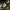 Paprastasis kiškiakopūstis - Oxalis acetosella | Fotografijos autorius : Gintautas Steiblys | © Macronature.eu | Macro photography web site