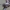 Conical Trashline Orbweaver - Cyclosa conica ♀, subadult | Fotografijos autorius : Žilvinas Pūtys | © Macronature.eu | Macro photography web site