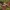 Nuosėdis - Cortinarius angelesianus | Fotografijos autorius : Vitalij Drozdov | © Macrogamta.lt | Šis tinklapis priklauso bendruomenei kuri domisi makro fotografija ir fotografuoja gyvąjį makro pasaulį.