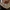 Raudonžvynis nuosėdis - Cortinarius bolaris | Fotografijos autorius : Vitalij Drozdov | © Macrogamta.lt | Šis tinklapis priklauso bendruomenei kuri domisi makro fotografija ir fotografuoja gyvąjį makro pasaulį.