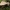 Raukšlėtasis gudukas - Cortinarius caperatus | Fotografijos autorius : Vitalij Drozdov | © Macrogamta.lt | Šis tinklapis priklauso bendruomenei kuri domisi makro fotografija ir fotografuoja gyvąjį makro pasaulį.