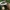 Cortinarius crassus | Fotografijos autorius : Vitalij Drozdov | © Macrogamta.lt | Šis tinklapis priklauso bendruomenei kuri domisi makro fotografija ir fotografuoja gyvąjį makro pasaulį.