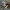 Rainasis nuosėdis - Cortinarius flexipes | Fotografijos autorius : Vytautas Gluoksnis | © Macrogamta.lt | Šis tinklapis priklauso bendruomenei kuri domisi makro fotografija ir fotografuoja gyvąjį makro pasaulį.