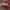 Cortinarius purpureus | Fotografijos autorius : Vitalij Drozdov | © Macrogamta.lt | Šis tinklapis priklauso bendruomenei kuri domisi makro fotografija ir fotografuoja gyvąjį makro pasaulį.