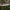 Nuosėdis - Cortinarius stillatitius | Fotografijos autorius : Vitalij Drozdov | © Macrogamta.lt | Šis tinklapis priklauso bendruomenei kuri domisi makro fotografija ir fotografuoja gyvąjį makro pasaulį.