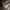 Nuosėdis - Cortinarius stillatitius | Fotografijos autorius : Vitalij Drozdov | © Macrogamta.lt | Šis tinklapis priklauso bendruomenei kuri domisi makro fotografija ir fotografuoja gyvąjį makro pasaulį.