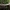 Nuosėdis - Cortinarius stillatitus  | Fotografijos autorius : Vitalij Drozdov | © Macrogamta.lt | Šis tinklapis priklauso bendruomenei kuri domisi makro fotografija ir fotografuoja gyvąjį makro pasaulį.
