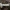 Gauruotžiedis nuosėdis - Cortinarius torvus | Fotografijos autorius : Vitalij Drozdov | © Macrogamta.lt | Šis tinklapis priklauso bendruomenei kuri domisi makro fotografija ir fotografuoja gyvąjį makro pasaulį.