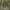 Crane fly - Nephrotoma crocata ♂ | Fotografijos autorius : Žilvinas Pūtys | © Macrogamta.lt | Šis tinklapis priklauso bendruomenei kuri domisi makro fotografija ir fotografuoja gyvąjį makro pasaulį.